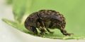 Anthribus nebulosus